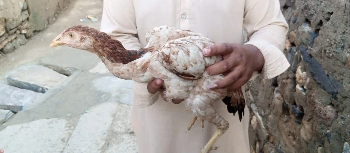 Aseel Hen For Sale