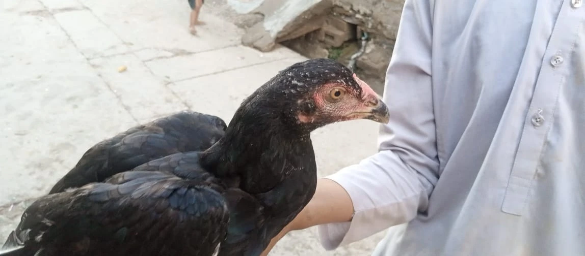 Aseel Hen For Sale-Image 1