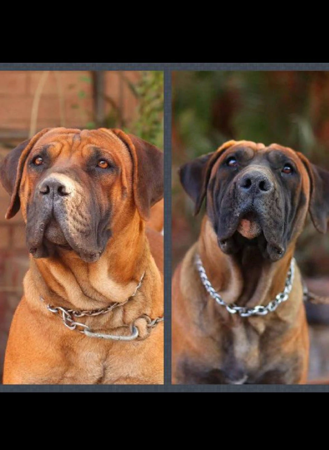 Boerboels South African Mastiff (PAIR)