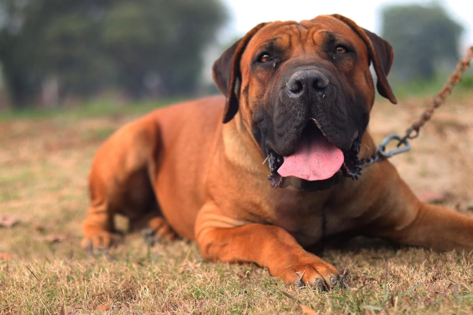 Boerboels South African Mastiff (PAIR)