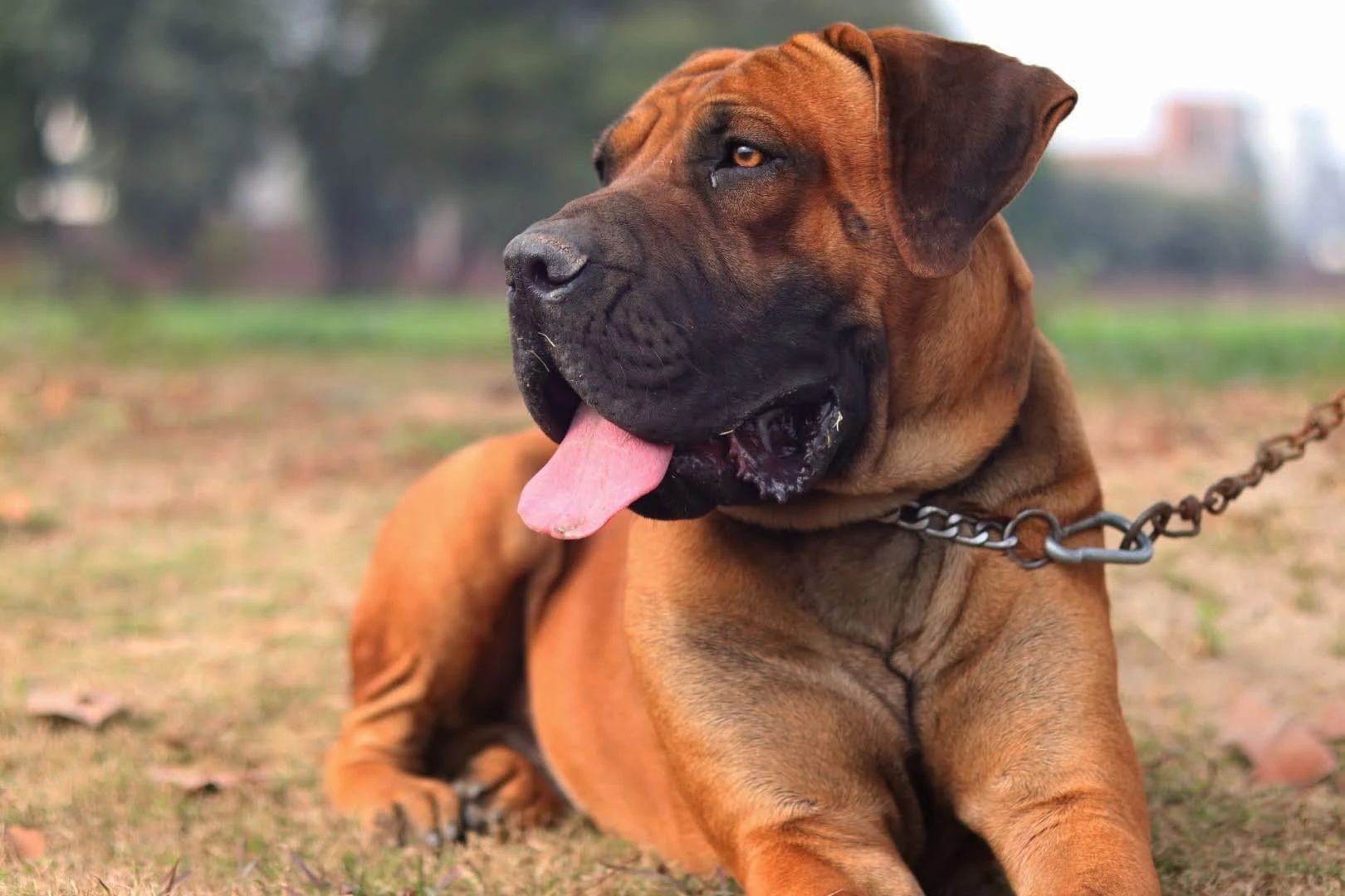 Boerboels South African Mastiff (PAIR)-Image 4