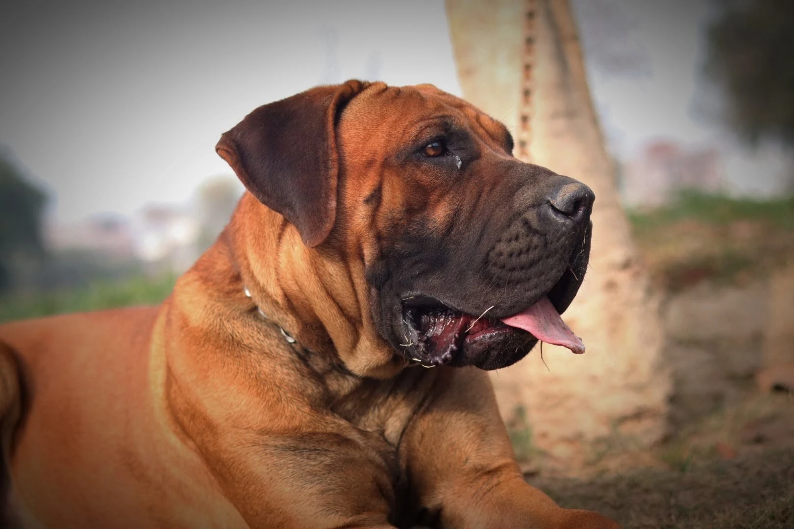 Boerboels South African Mastiff (PAIR)-Image 5