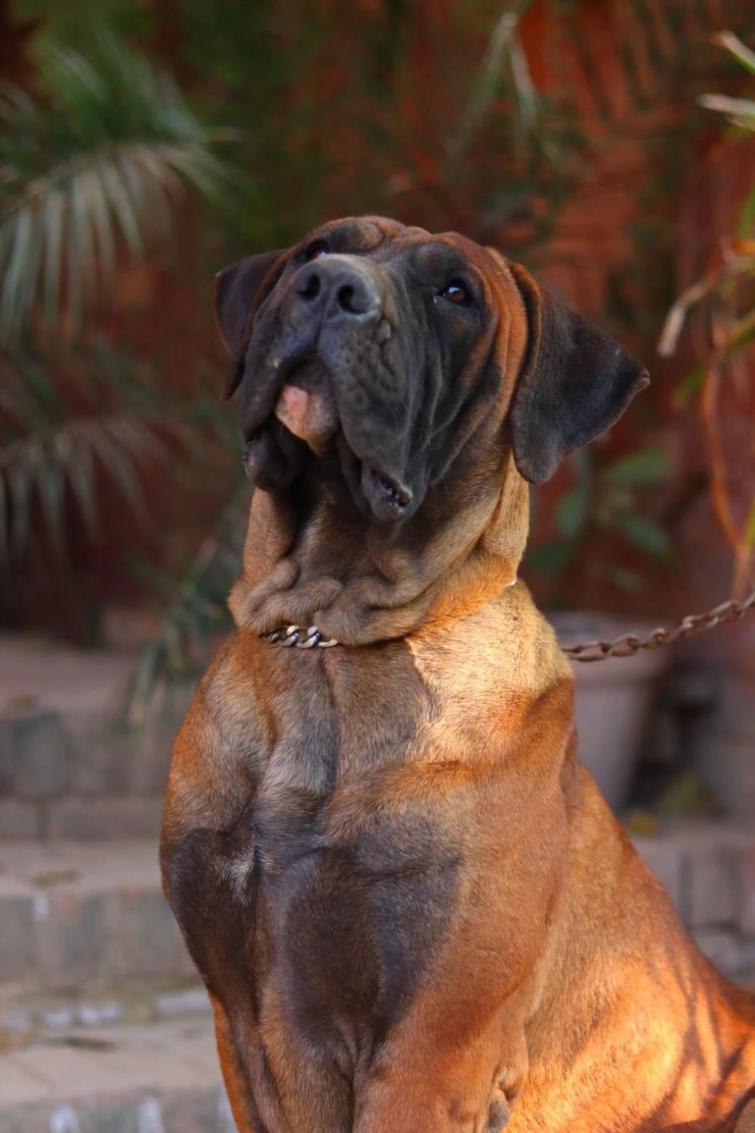 Boerboels South African Mastiff (PAIR)