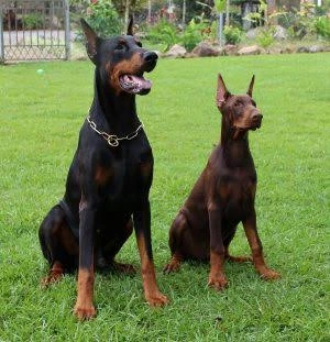 Any one selling doberman puppy?