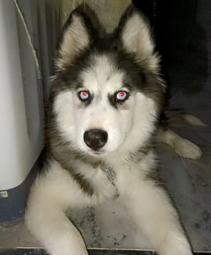 Husky for sale