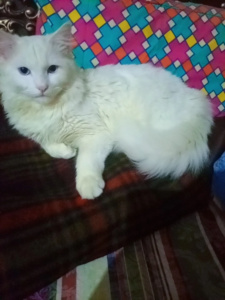 1.3 Years Vaccinated Stud Male Cat Available fOr Free Mating