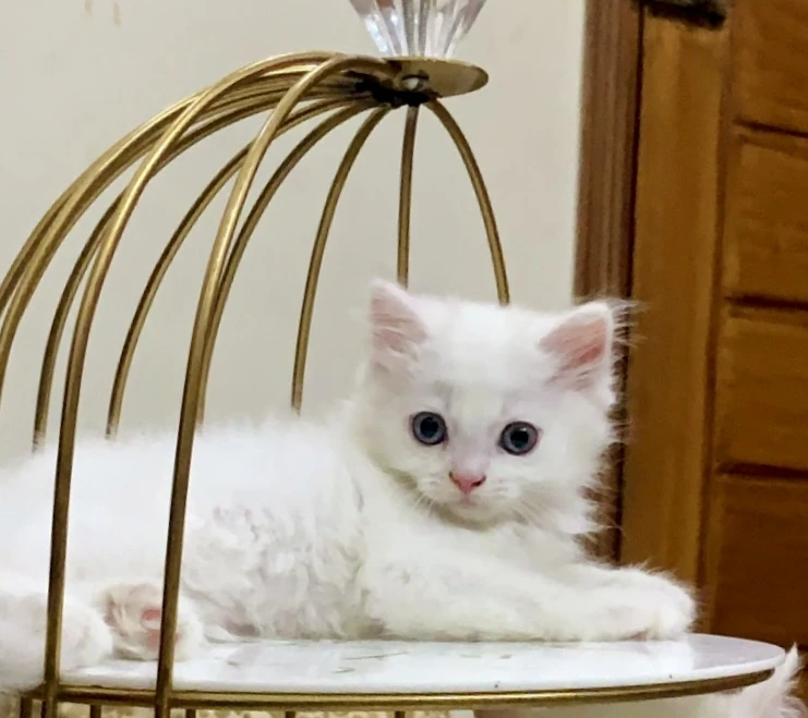 White persian tripple coated cat