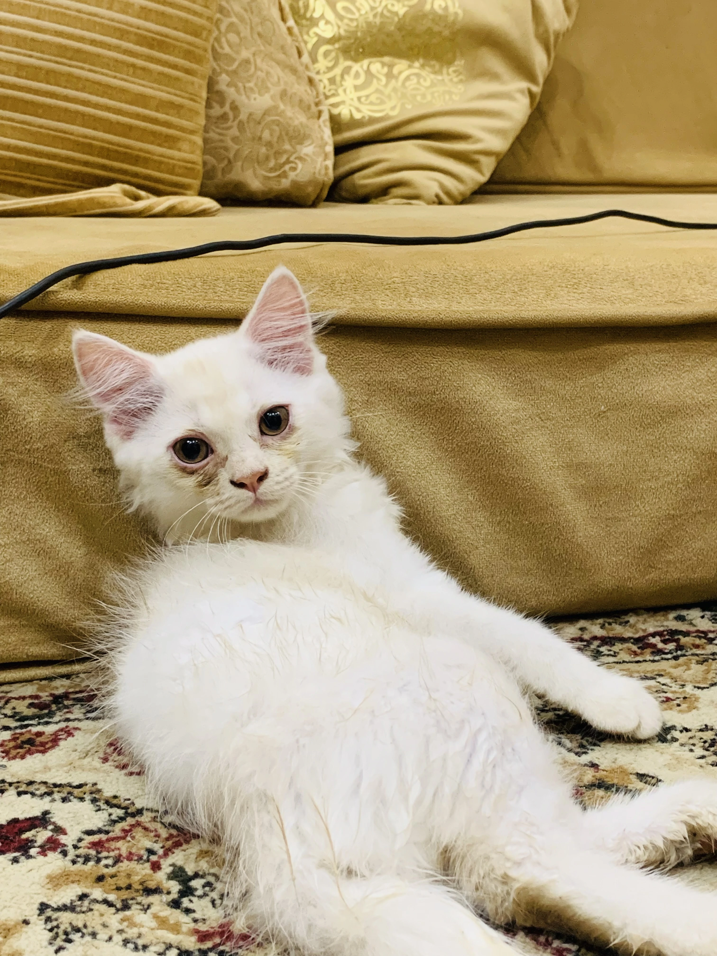 White persian tripple coated cat