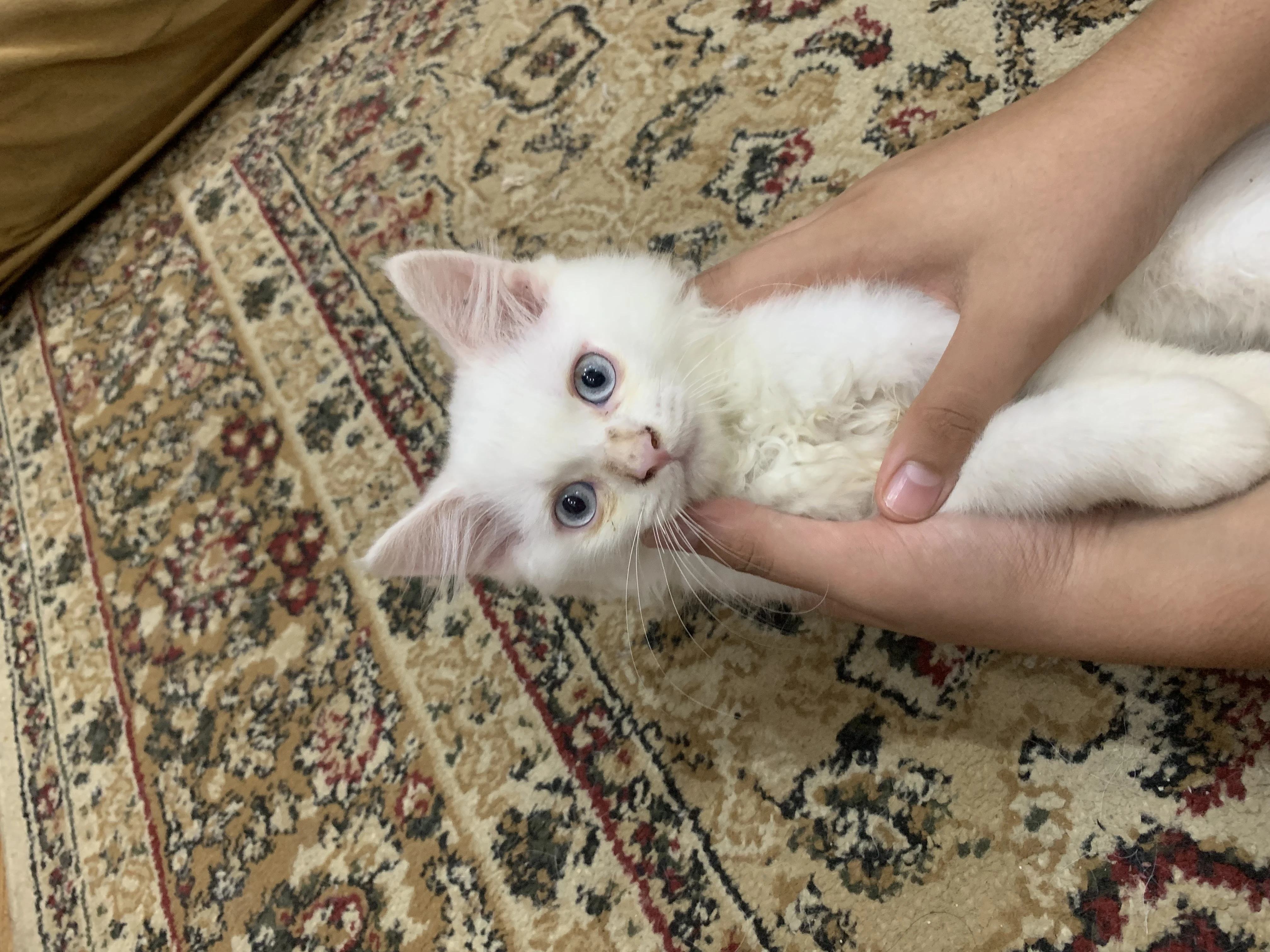 White persian tripple coated cat