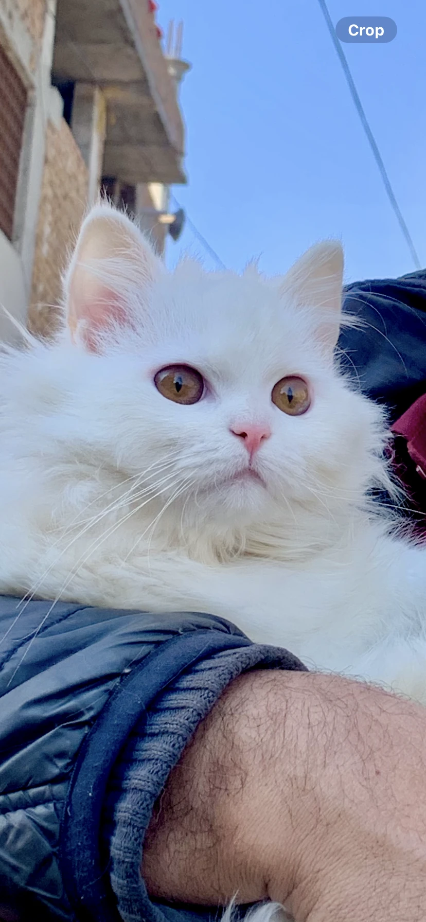 White persian tripple coated cat