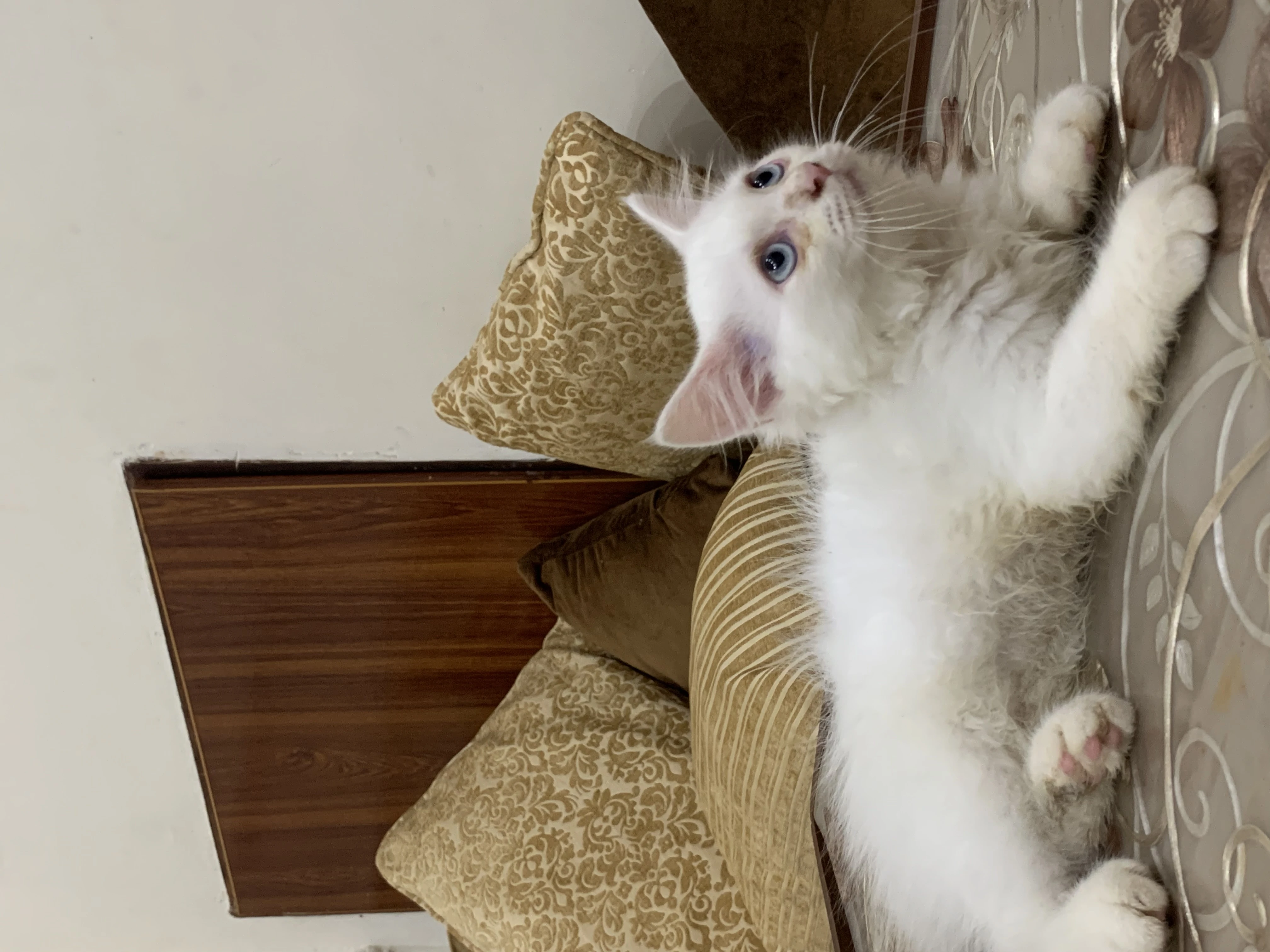 White persian tripple coated cat