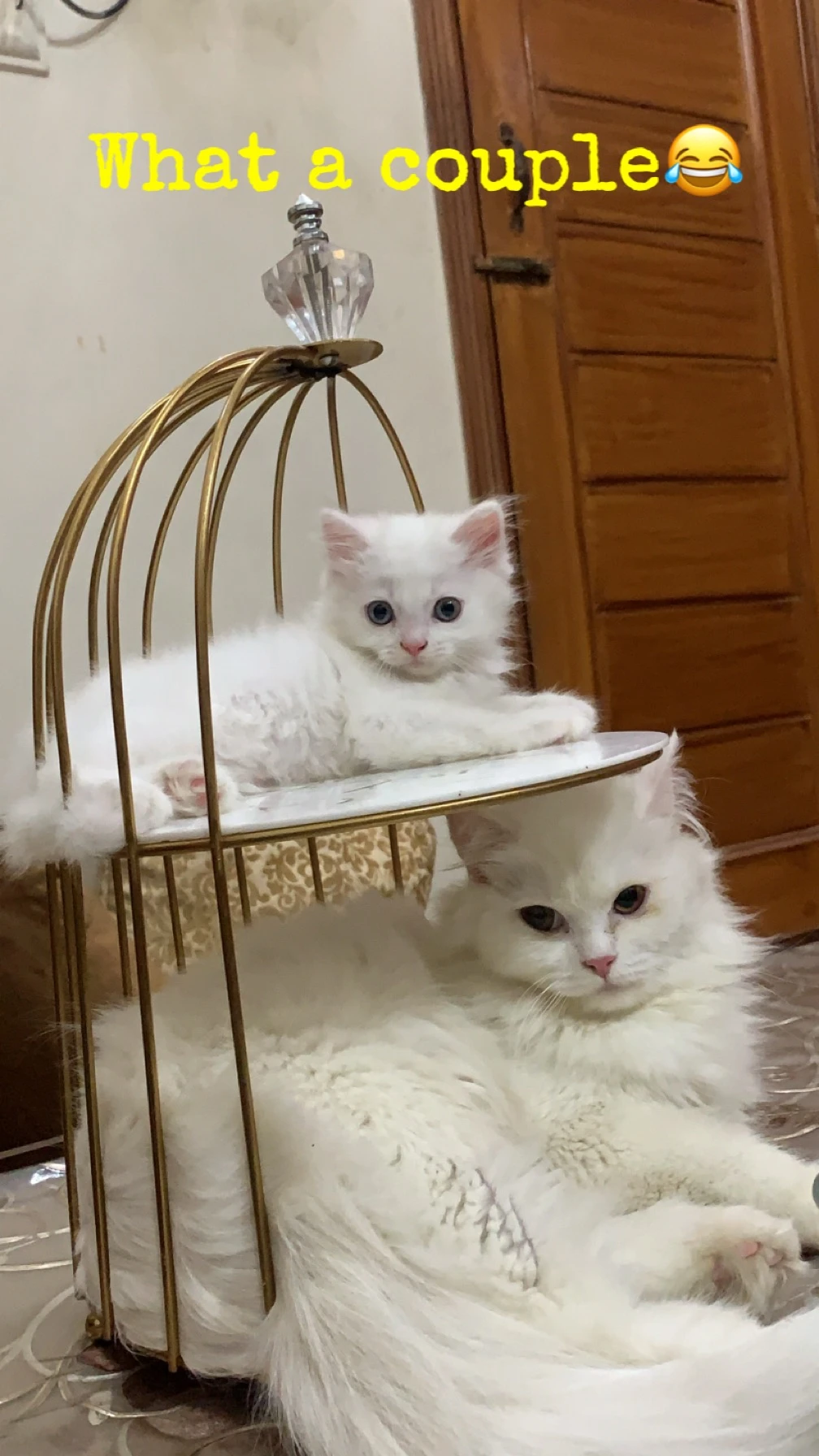 White persian tripple coated cat