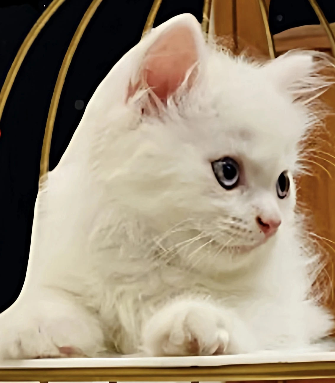 White persian tripple coated cat