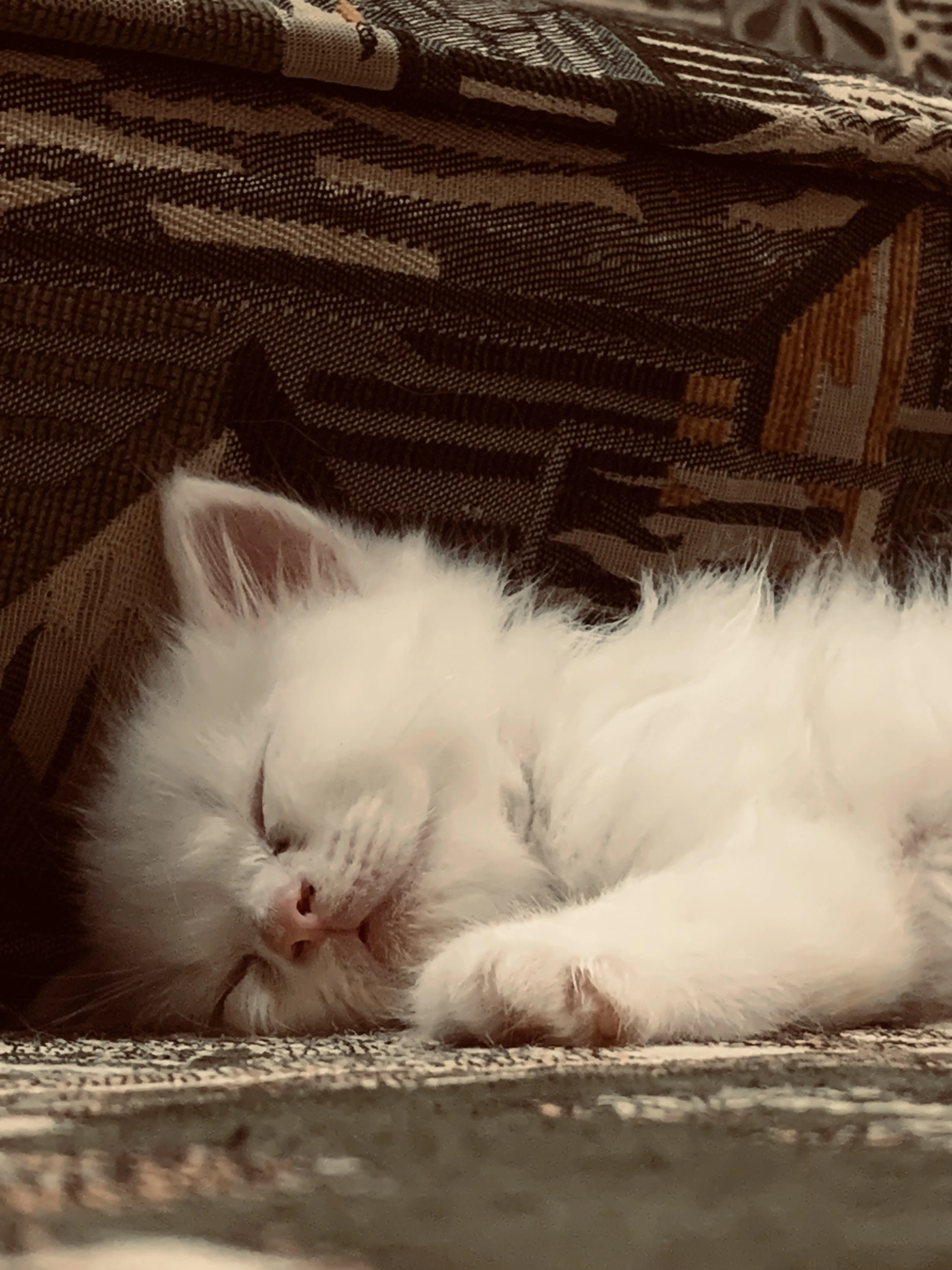 White persian tripple coated cat