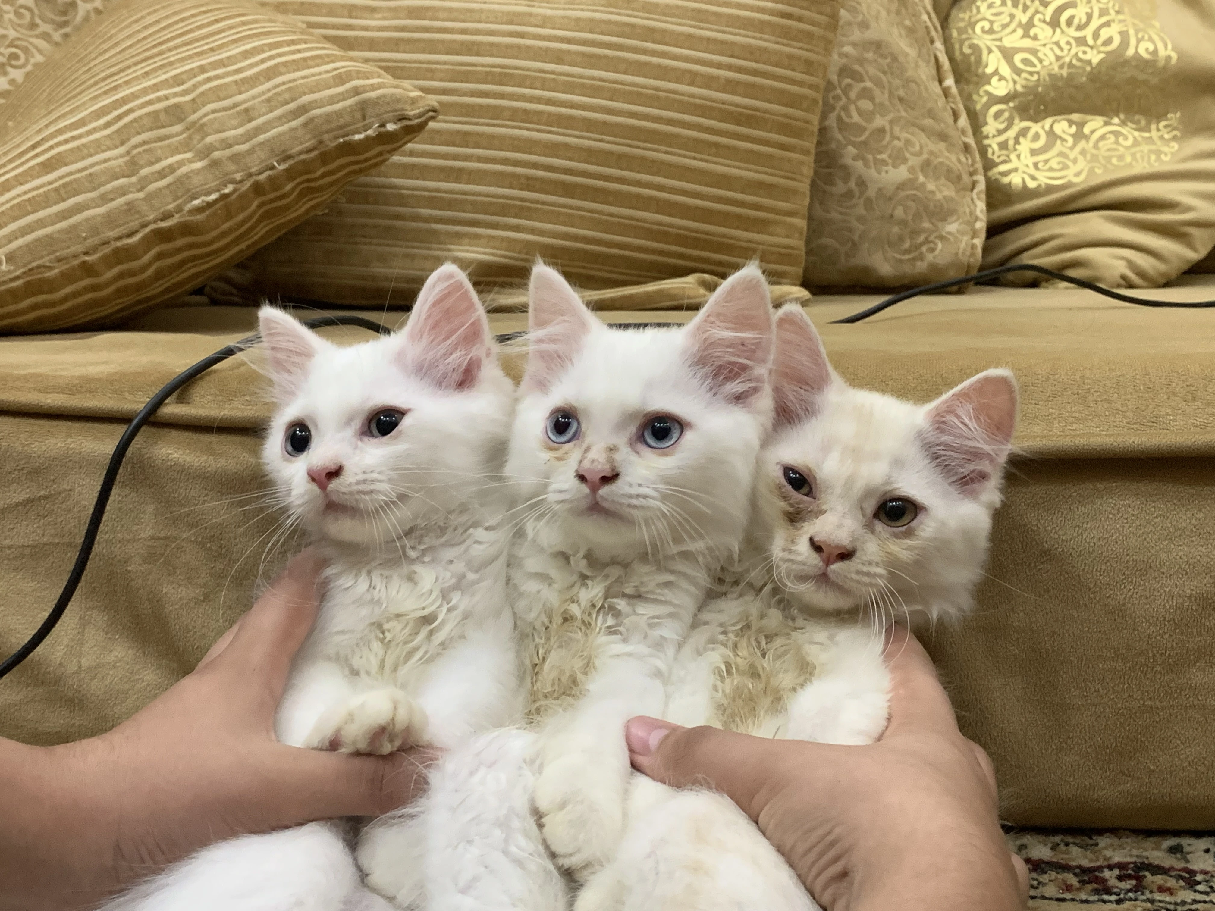 White persian tripple coated cat