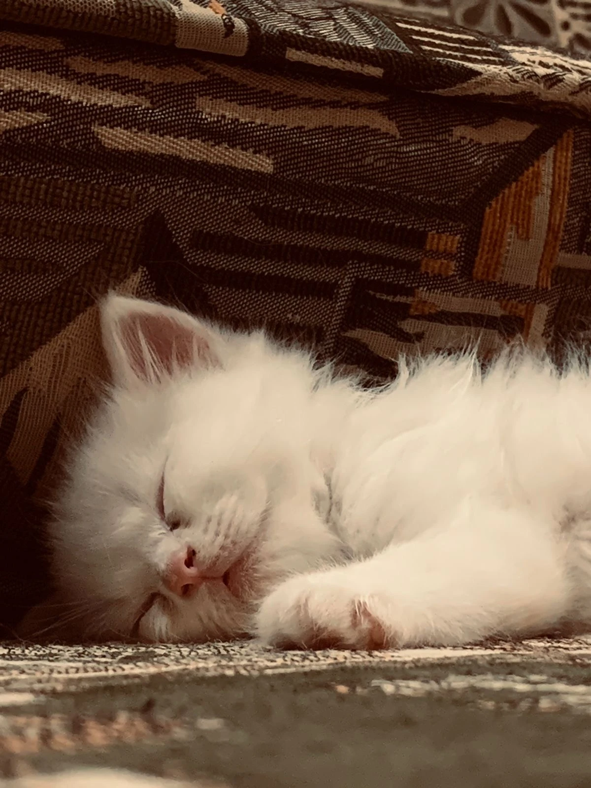 Persian Kitten for sale-Image 1