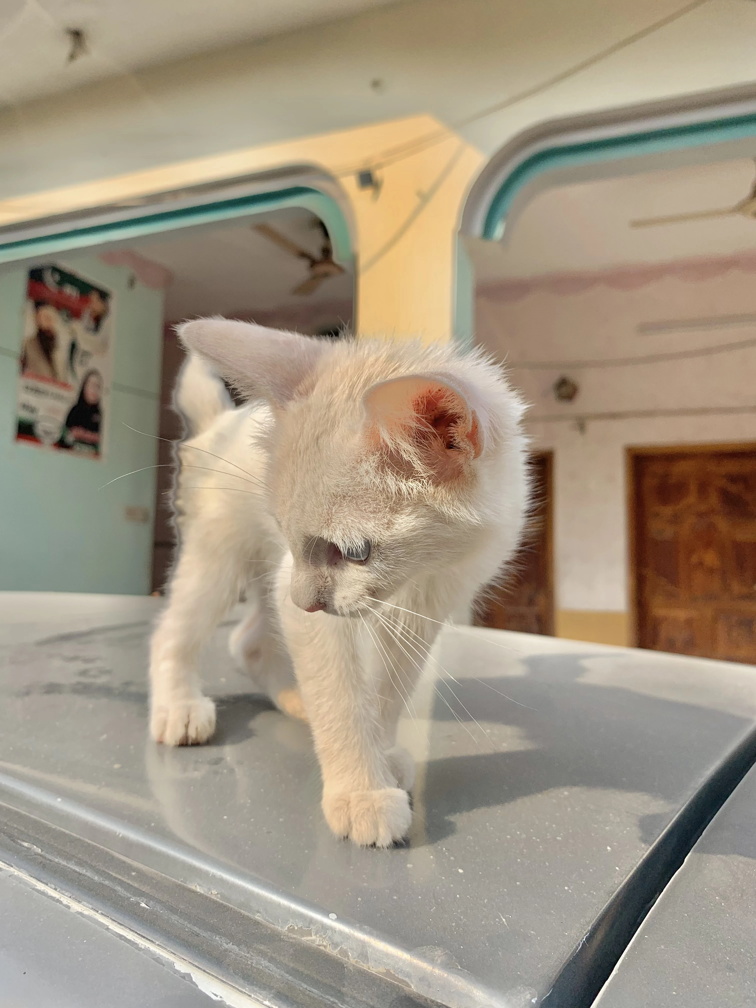 Persian kitten for sale