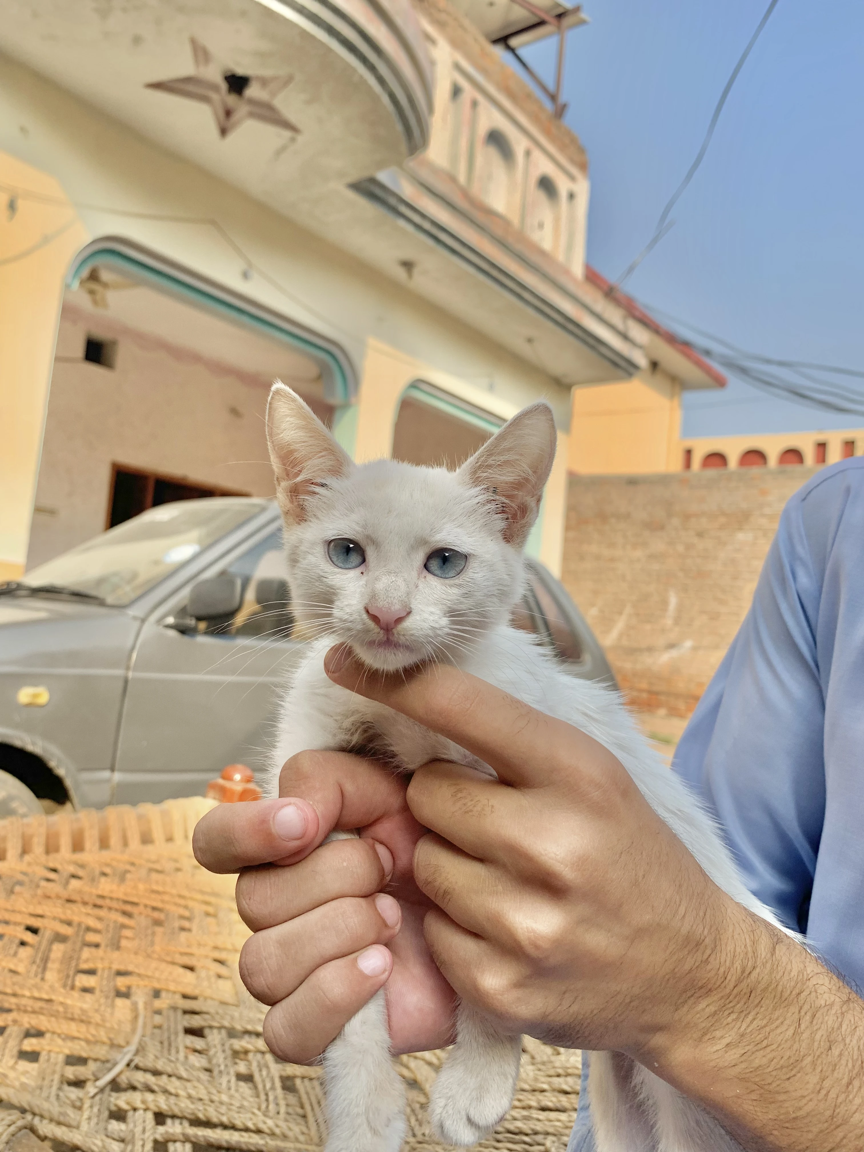 Persian kitten for sale-Image 6