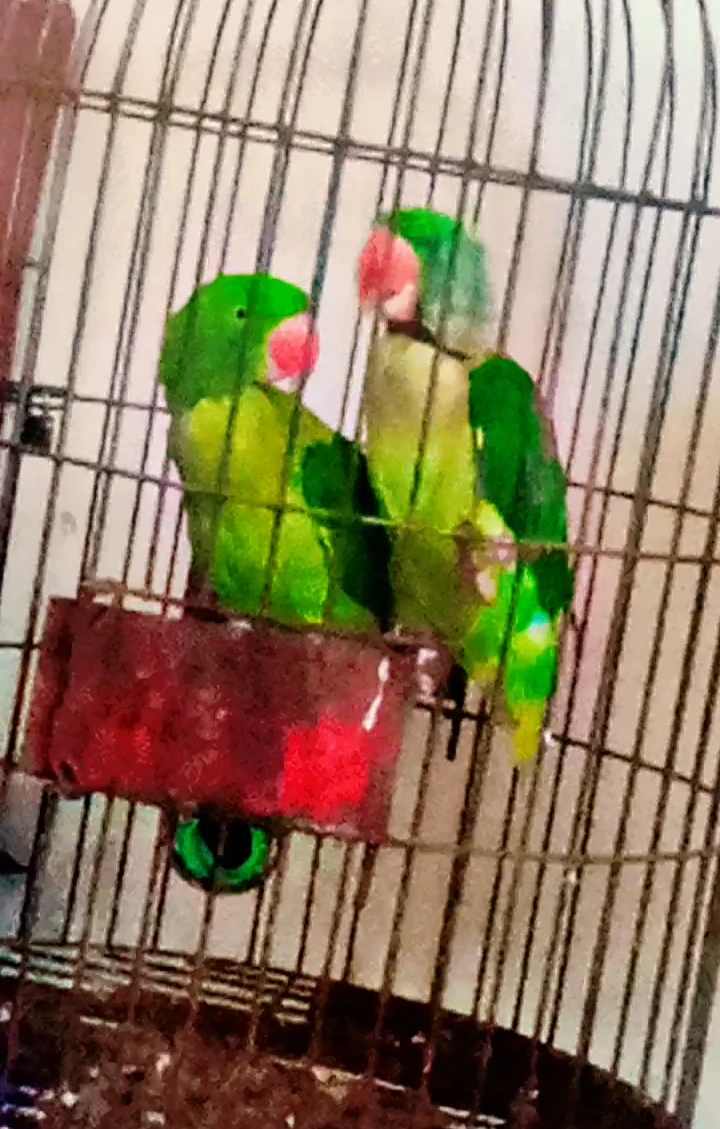 Beautiful parrots for sale