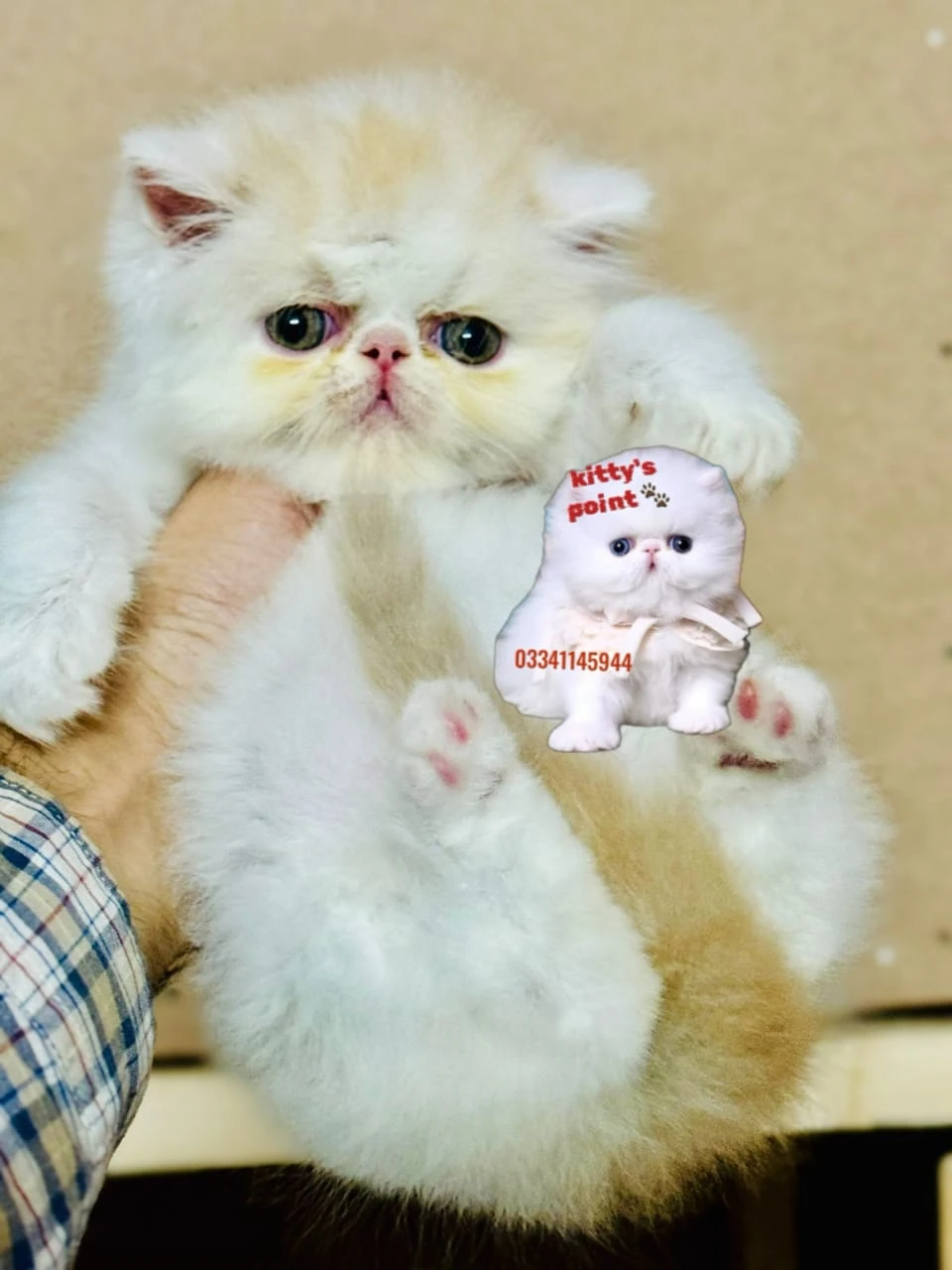 Peke face Persian kitten | available for sale-Image 1