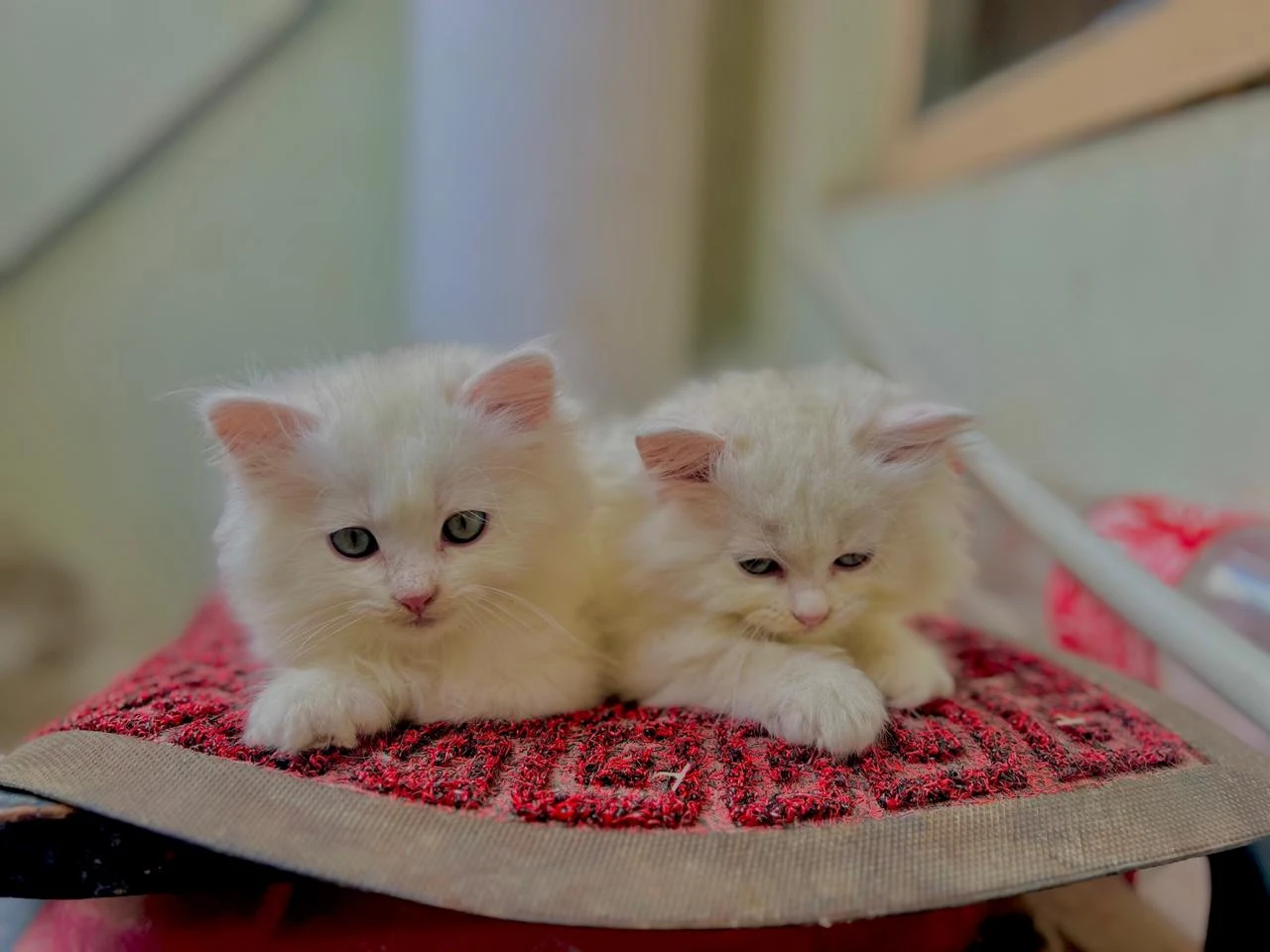 Persian cats