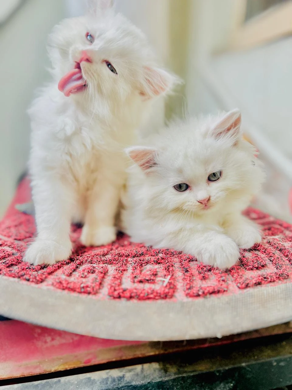 Persian cats-Image 3