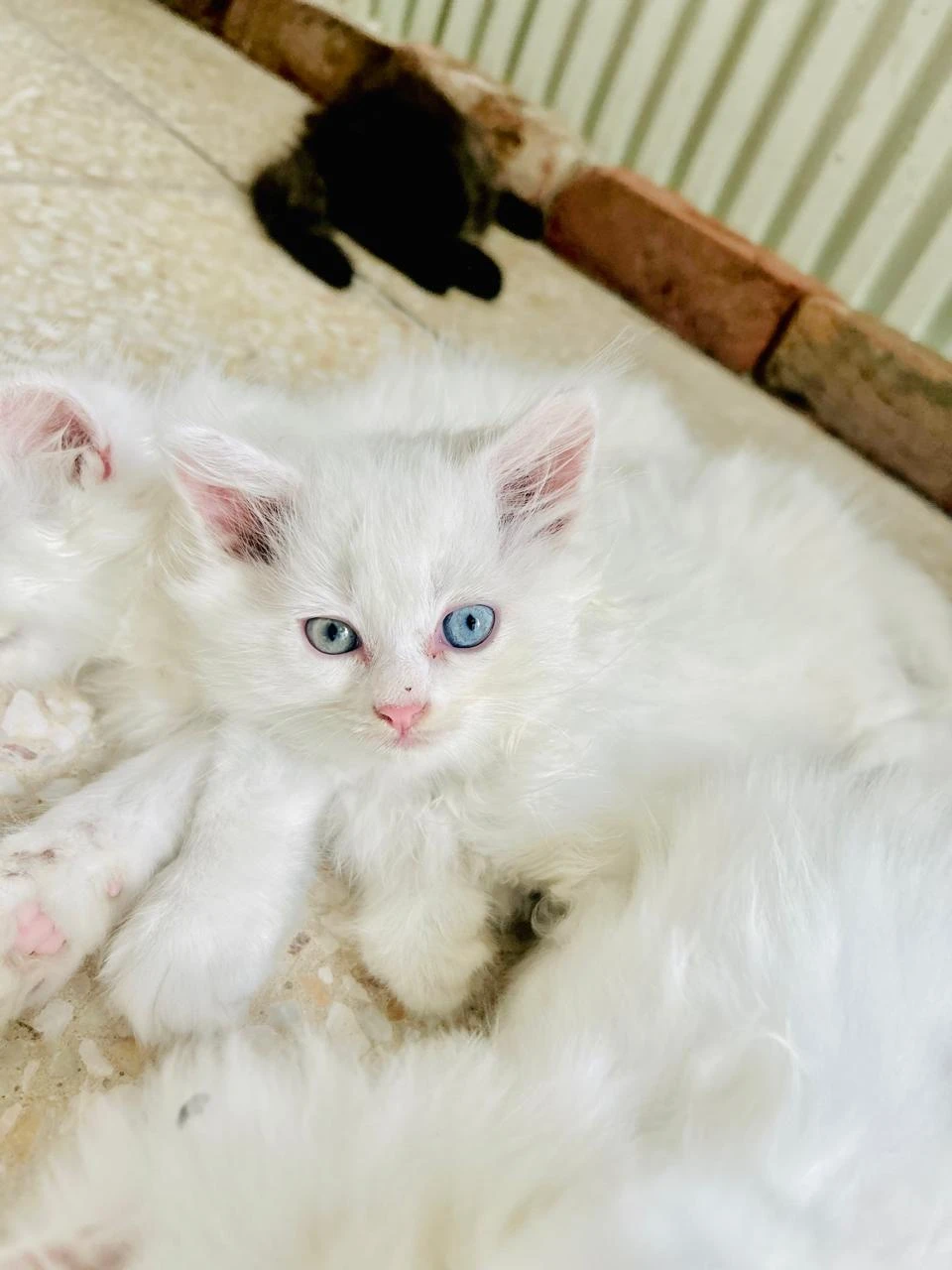 Persian cats