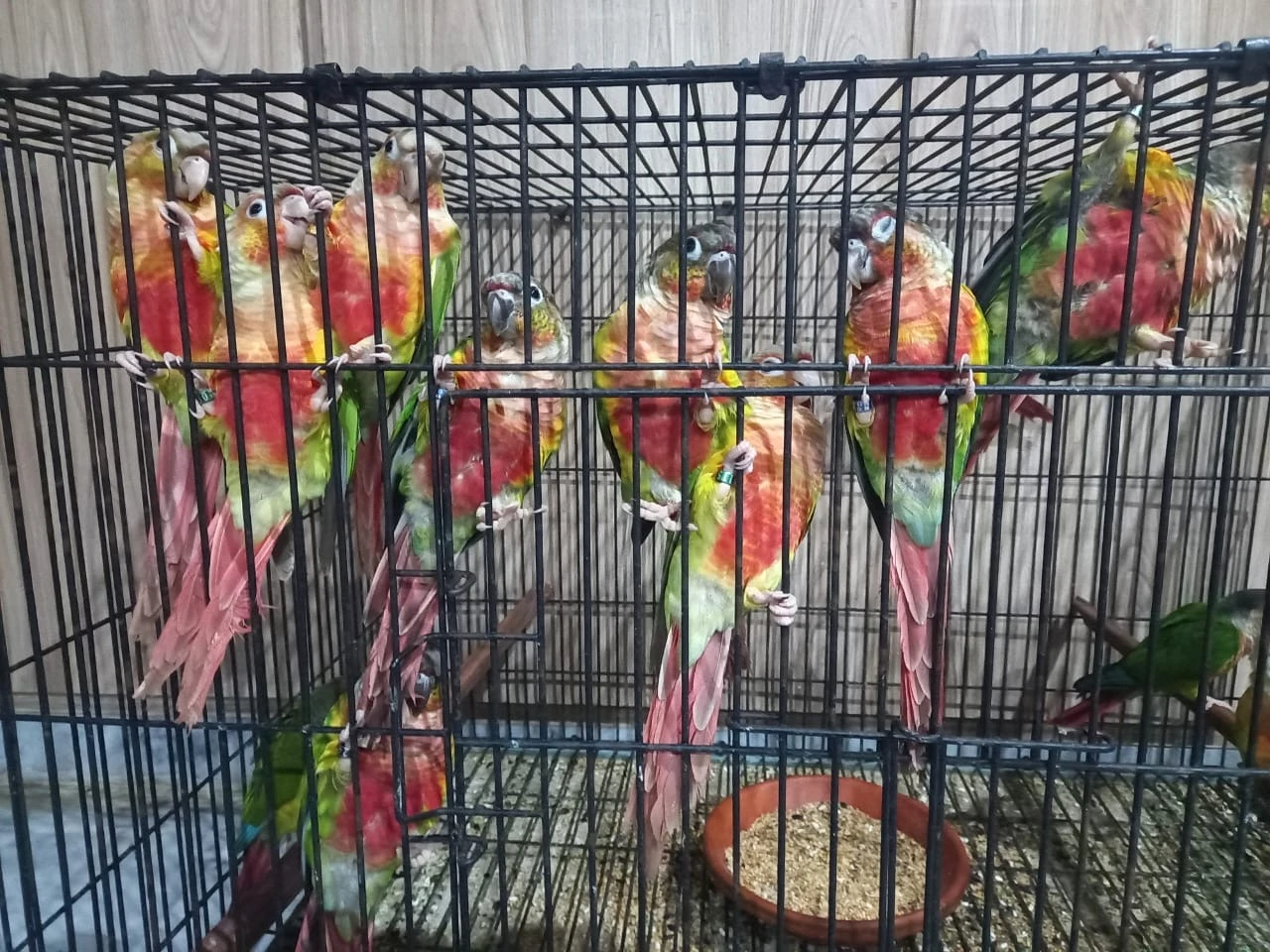 Red Conures