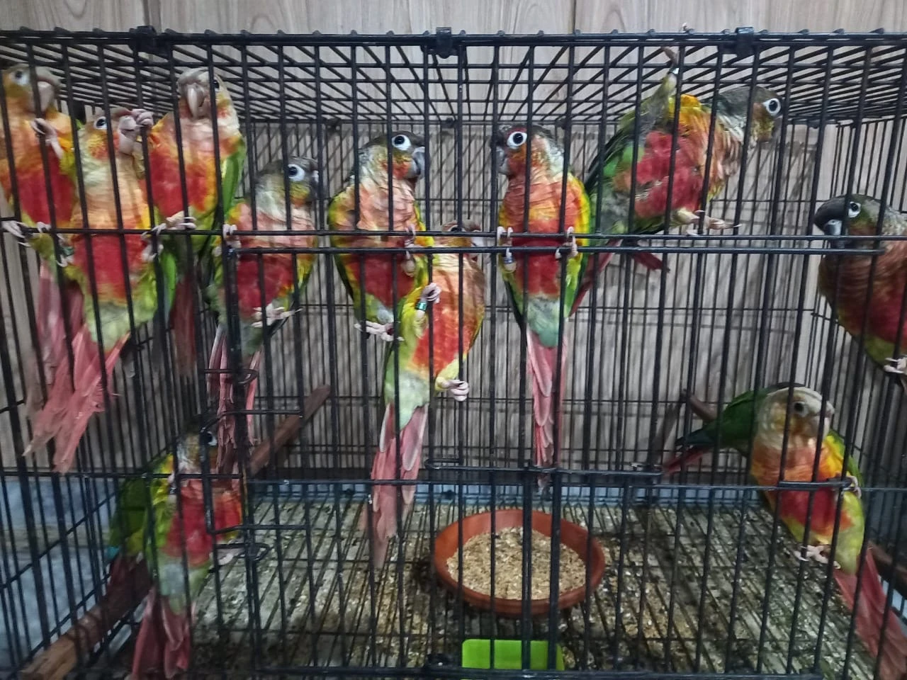 Red Conures-Image 2