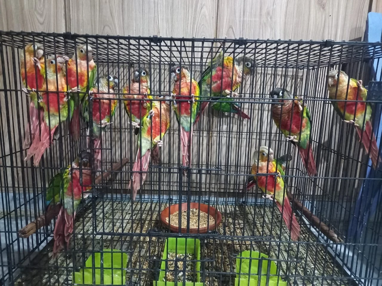 Red Conures-Image 3