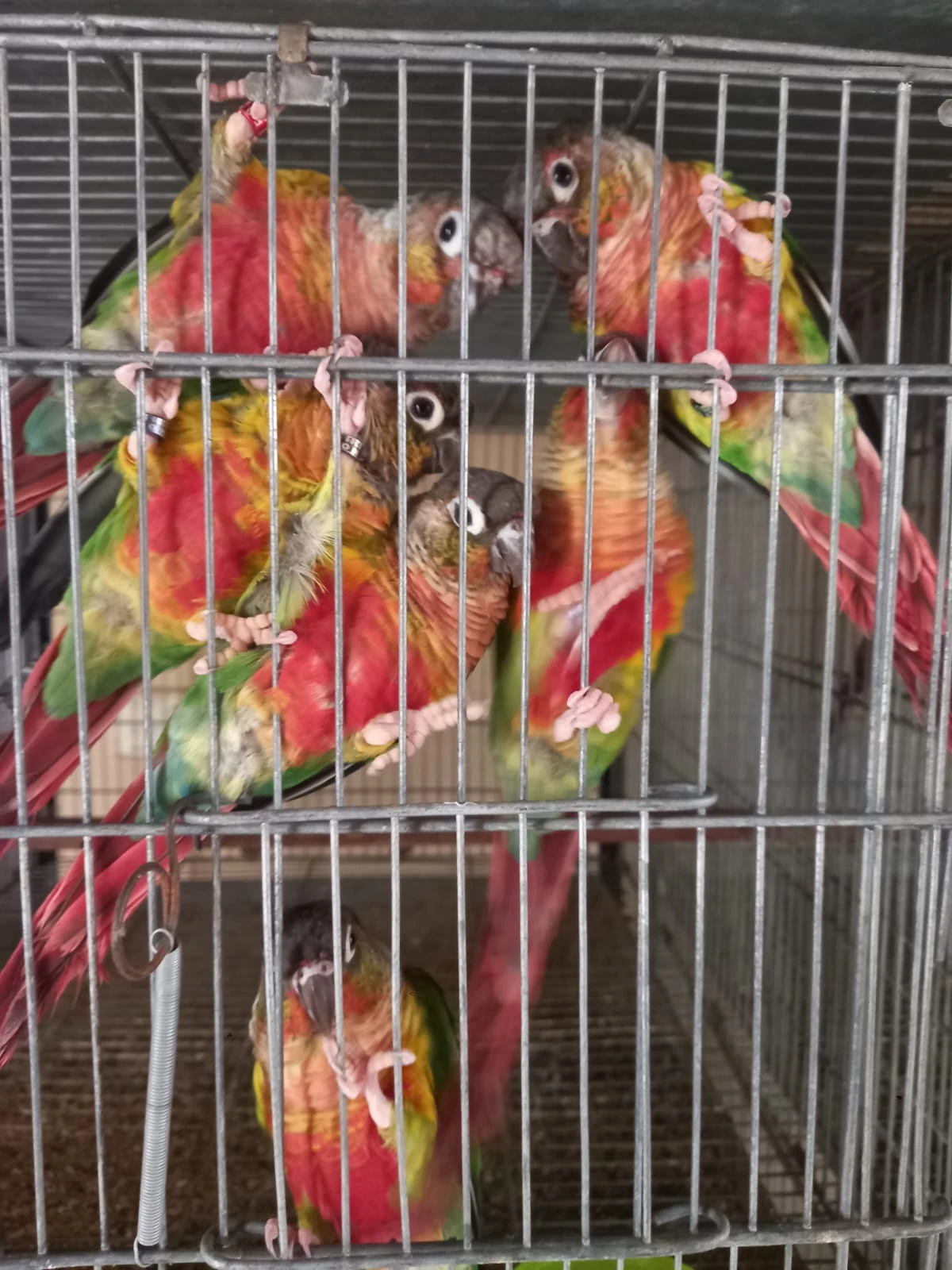 Greencheek Pineapple Conure High Red