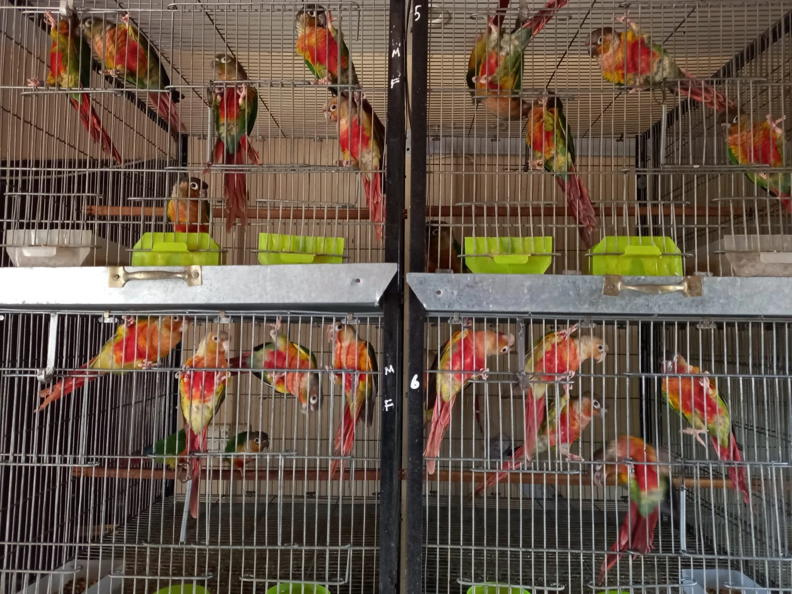 Greencheek Pineapple Conure High Red