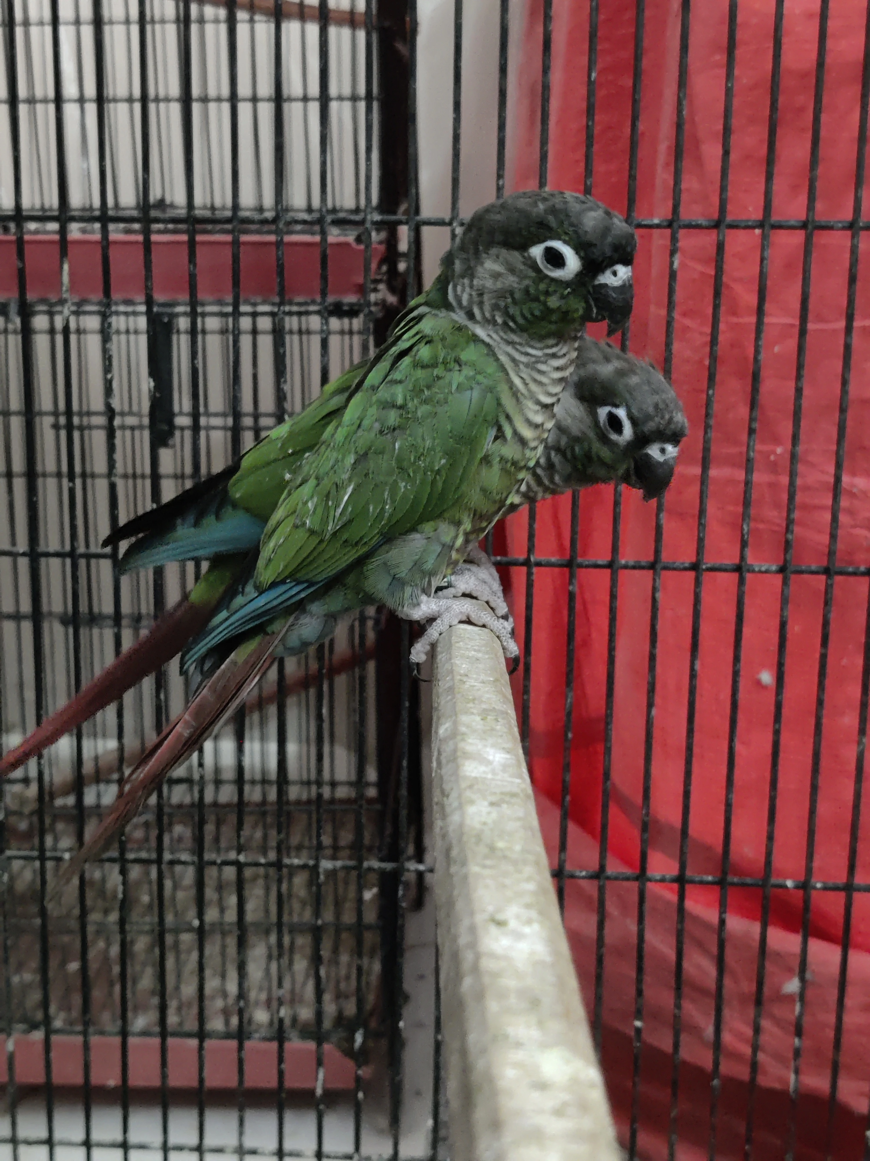 Greencheek Pineapple Conure High Red