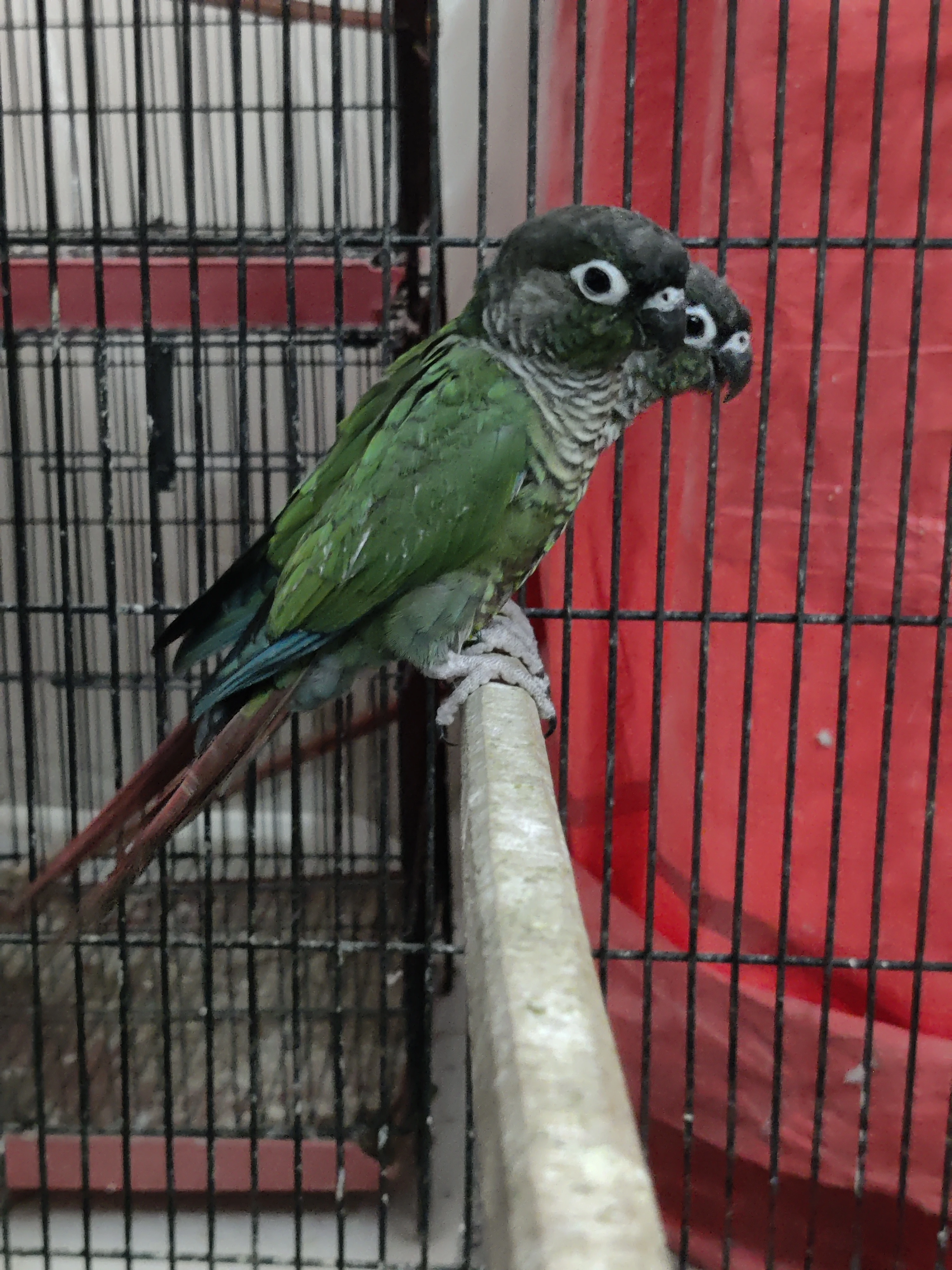 Greencheek Pineapple Conure High Red