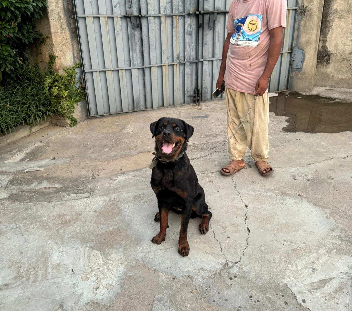 Rotweiller breeder female-Image 6