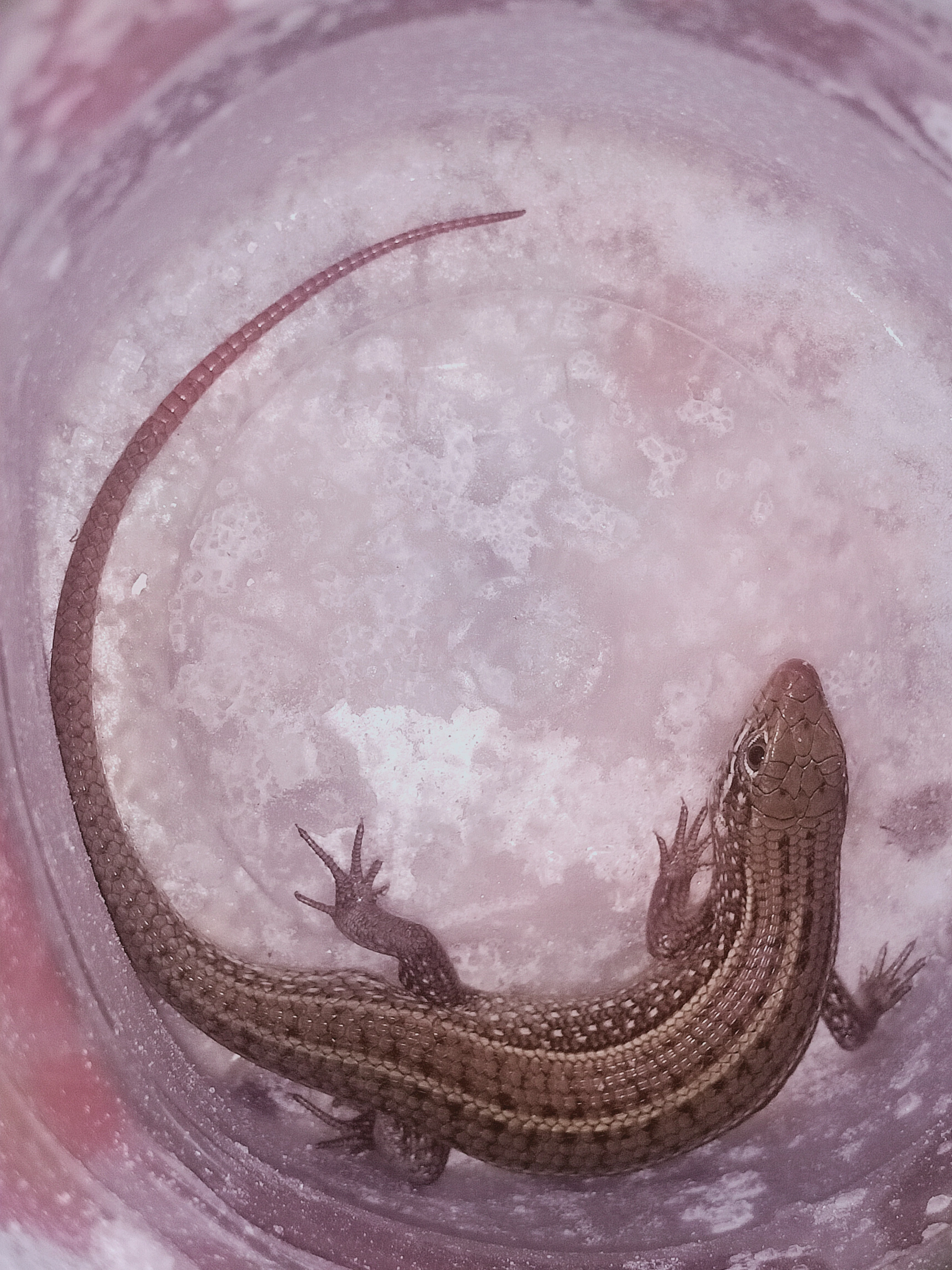 Skink-Image 1