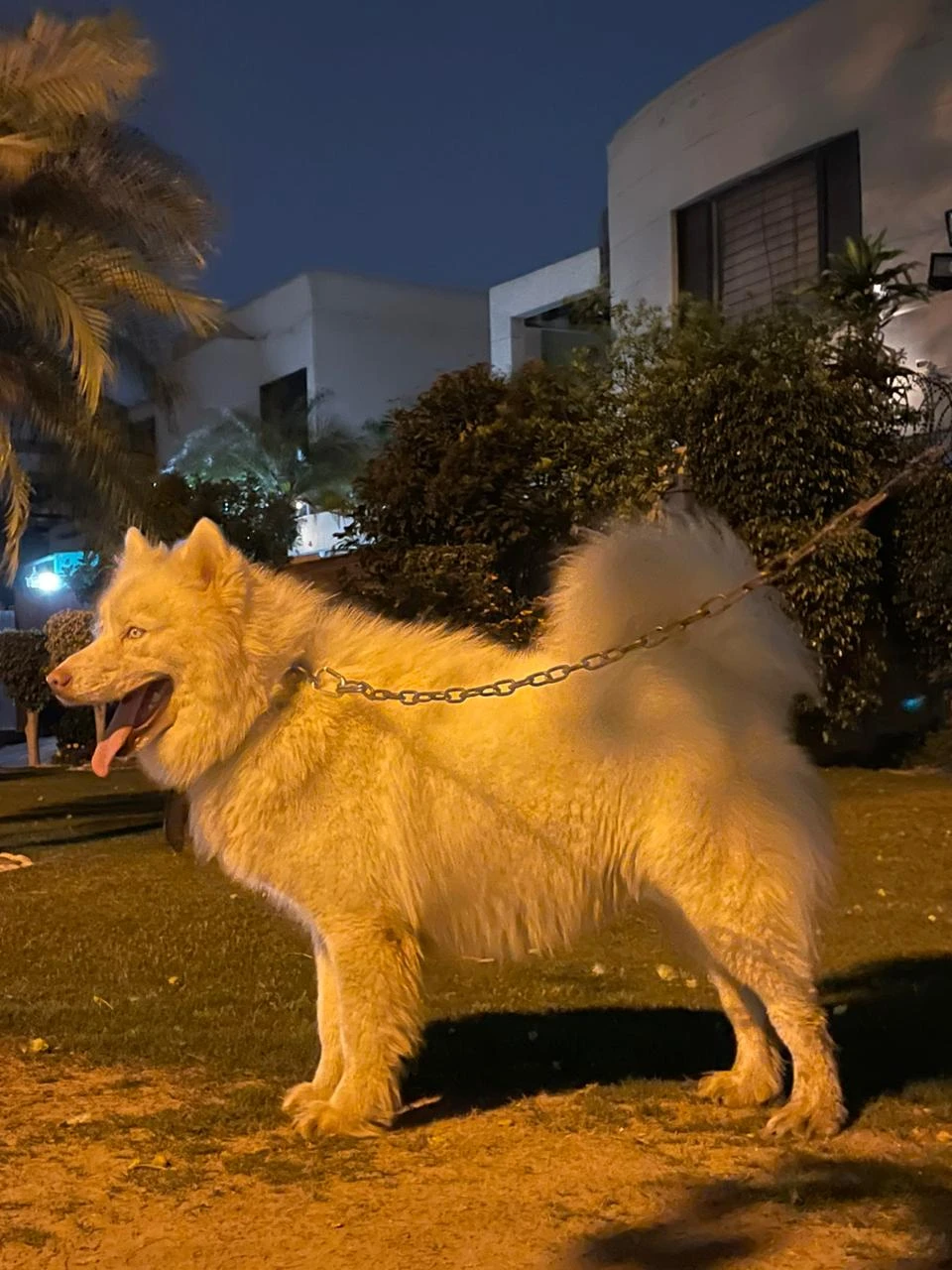 Copper male Siberian husky puppy