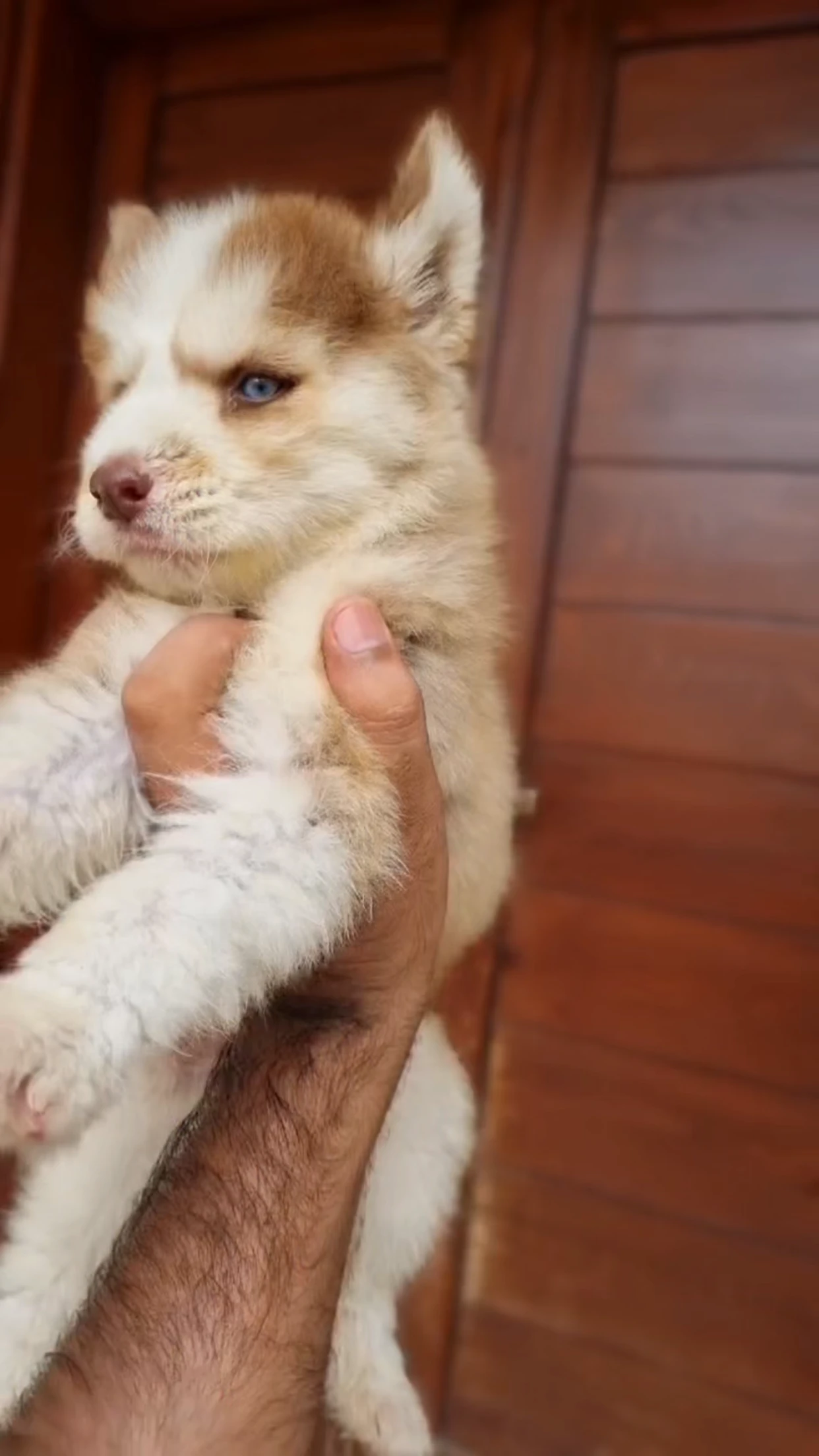 Copper male Siberian husky puppy