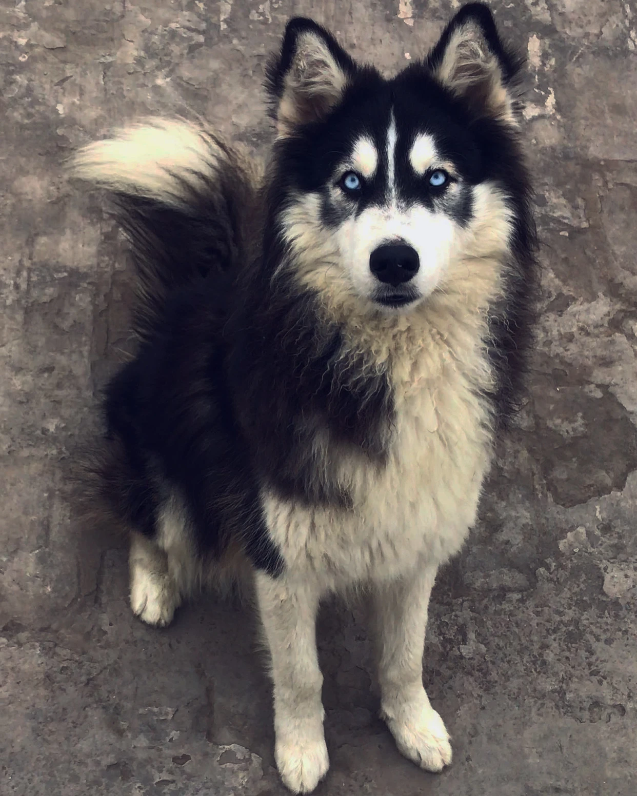 Siberian husky blue eyes male for stud service