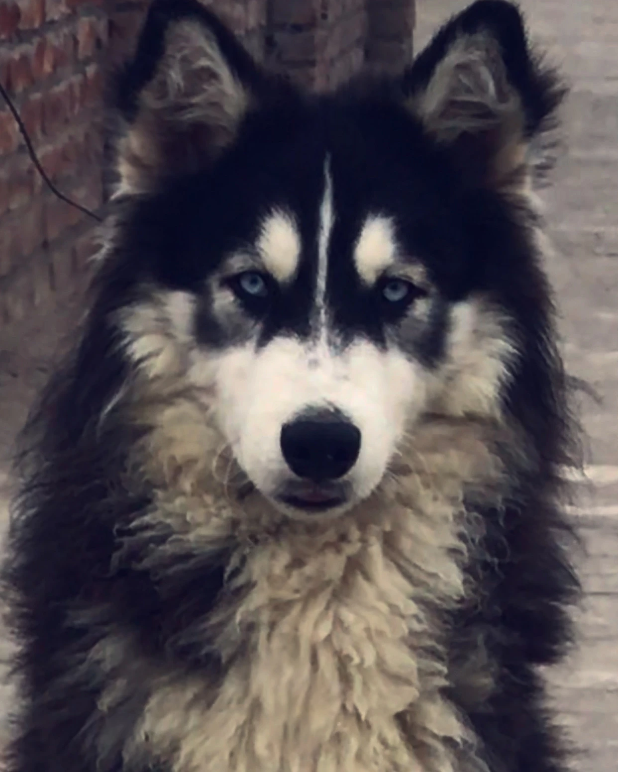 Siberian husky blue eyes male for stud service