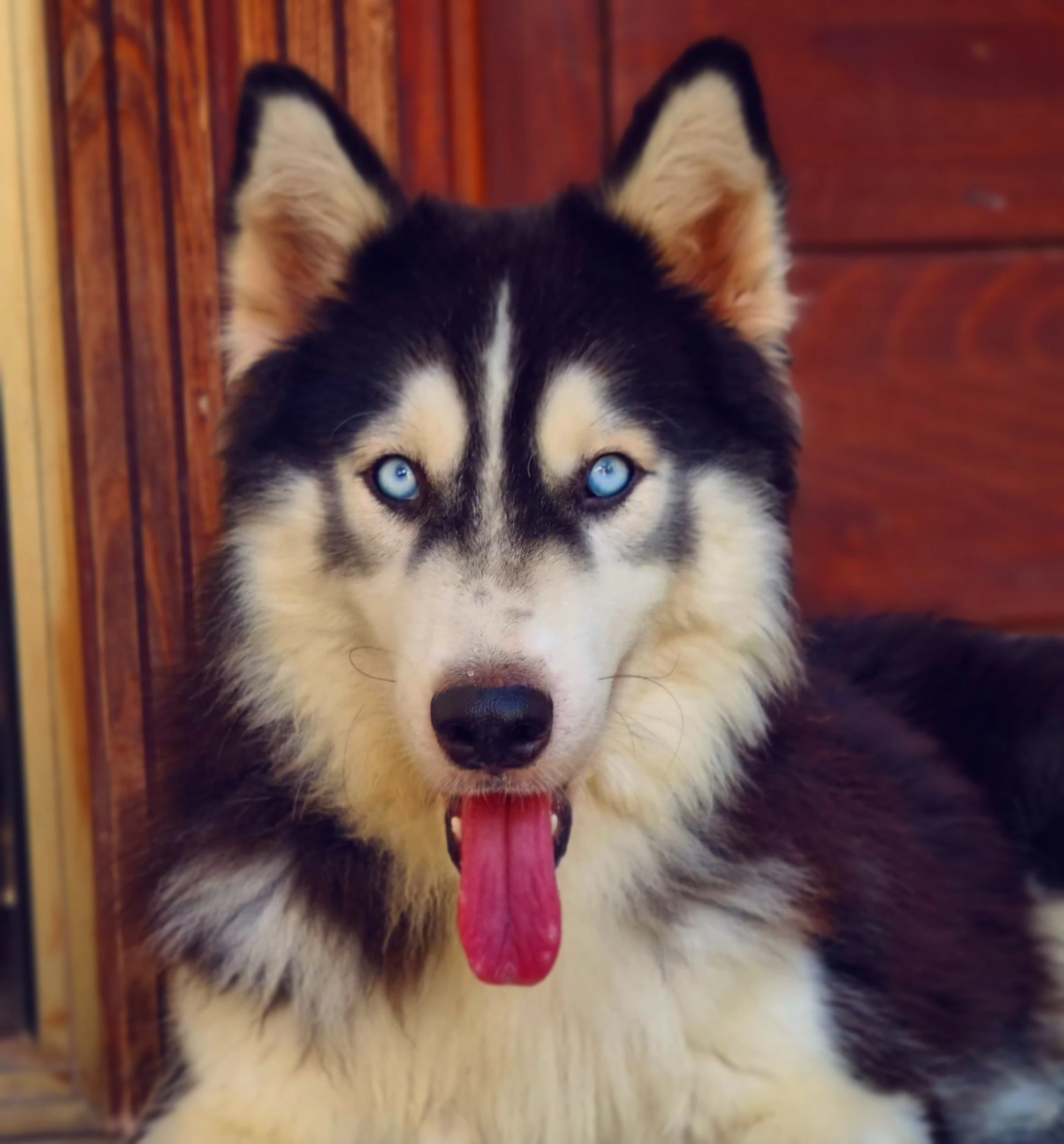 Siberian husky blue eyes male for stud service