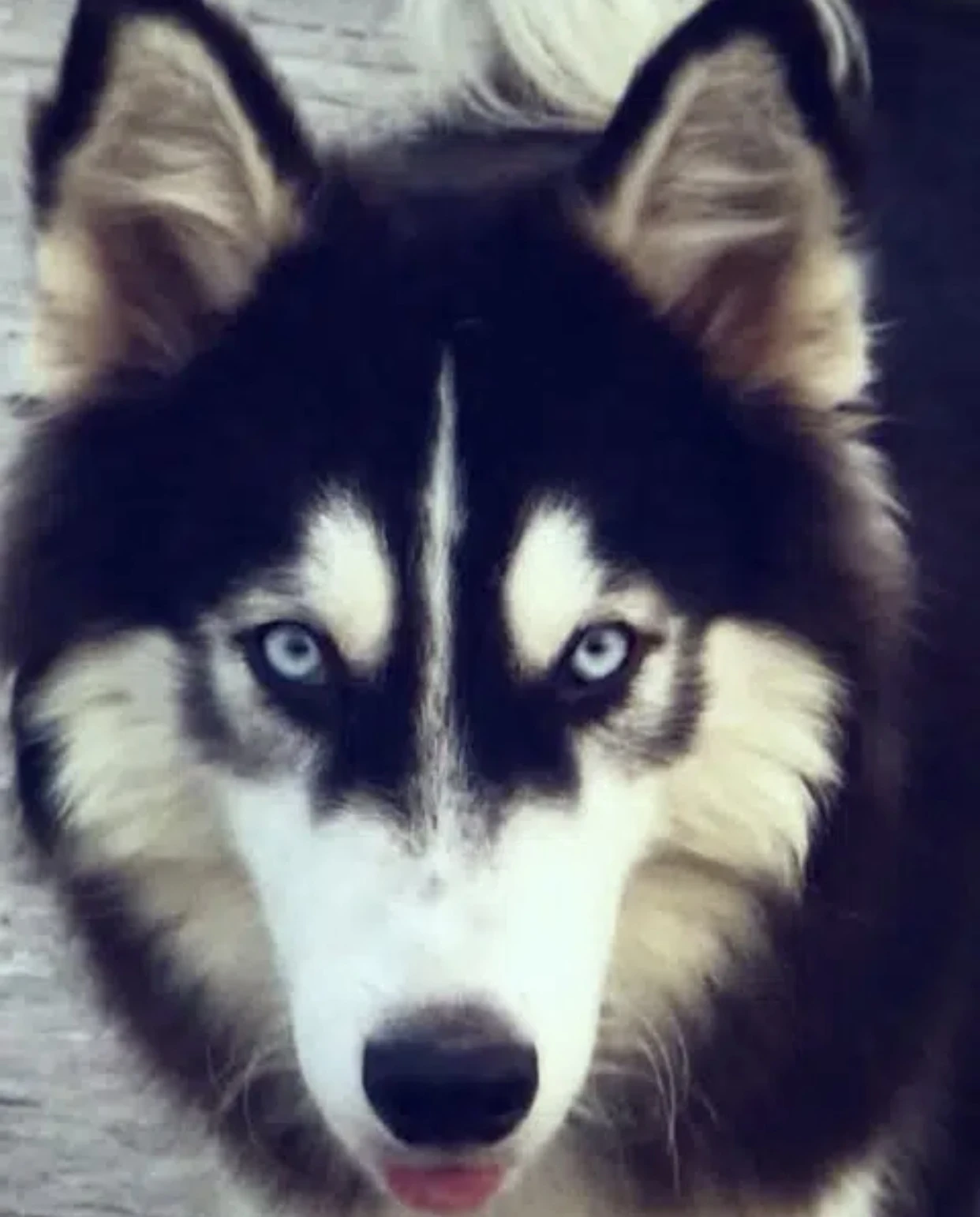 Siberian husky blue eyes male for stud service