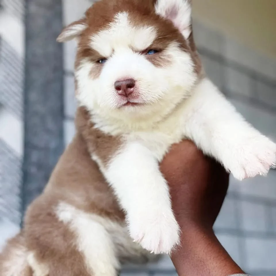 Siberian husky puppies available looking for a new home