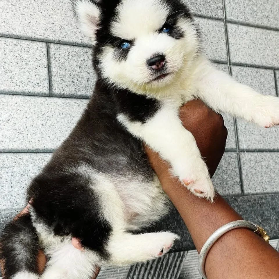 Siberian husky puppies available looking for a new home