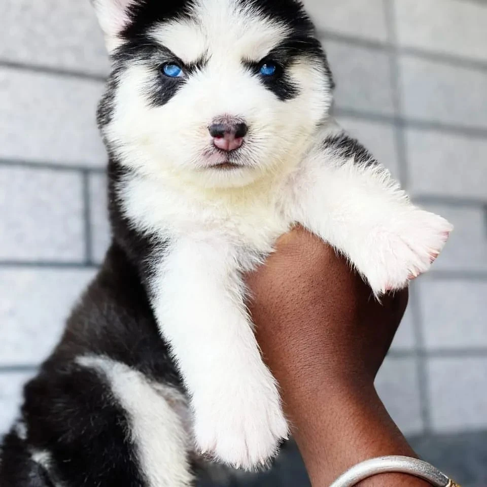 Siberian husky puppies available looking for a new home-Image 3