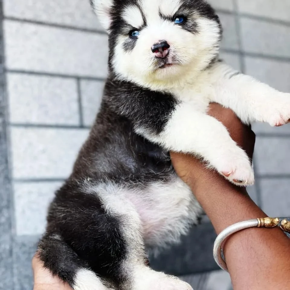 Siberian husky puppies available looking for a new home