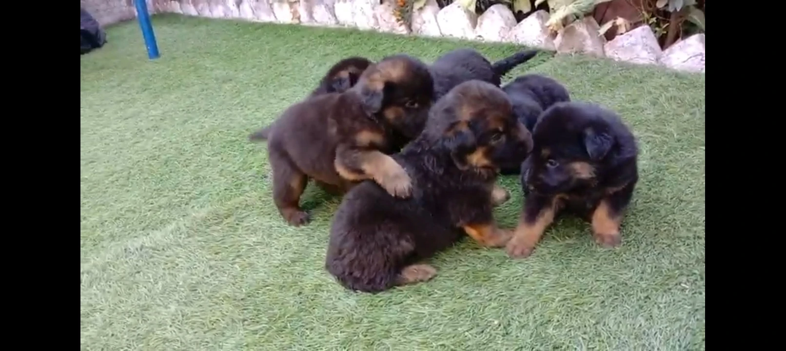 German shepherd puppy for sale