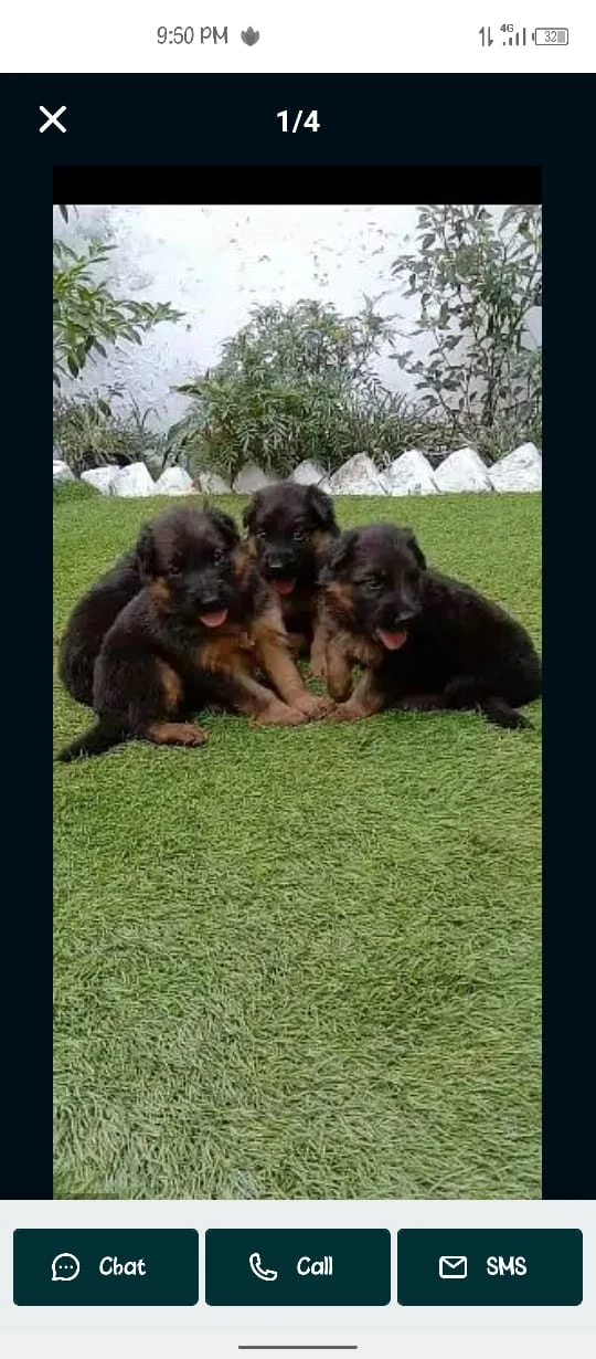 German puppy double cot