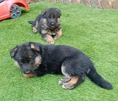 German puppy double cot