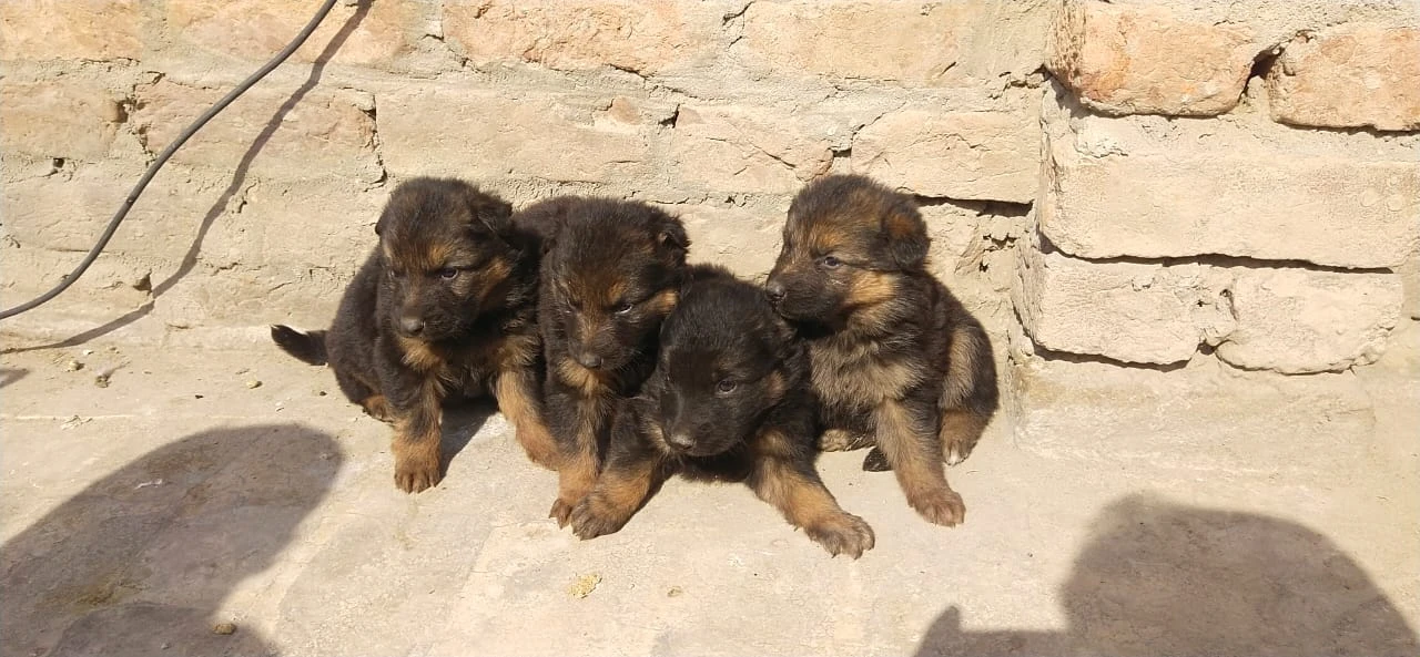 German puppy double cot